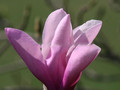 Magnolia George Henry Kern - do małych ogrodów c4 80-100cm 1