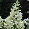 Hortensja bukietowa (Hydrangea) Brussels Lace c3 40-60cm 2