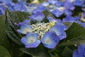 Hortensja ogrodowa (Hydrangea) Blaumeise sadzonka 20-35cm 5