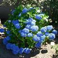 Hortensja ogrodowa (Hydrangea) Nikko Blue c3 20-40cm