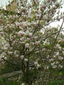 Magnolia pośrednia (Magnolia soulangeana) c3 100-120cm  7