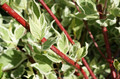 Dereń biały (Cornus alba) Elegantissima c2 80-100cm 3