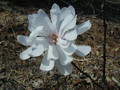 Magnolia gwiaździsta (Magnolia stellata) Royal Star  c7,5 100-120cm 1
