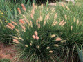 Trawa rozplenica japońska (Pennisetum) piórkówka Hameln sadzonka 7