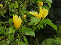 Magnolia Daphne rewelacyjna c5 100-120cm 3