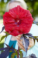 Hibiskus bylinowy (Hibiscus moscheutos) Carousel Giant Red sadzonka 1