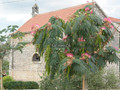 Albicja (Albizia julibrissin) jedwabne drzewo 50 cm 4
