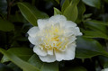 Kamelia japońska (Camellia japonica) Brushfield Yellow sadzonka 1