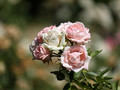 Róża rabatowa Carcassonne jasnoróżowa c4 60-70cm 2