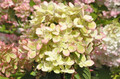 Hortensja bukietowa (Hydrangea) Pastelgreen c1 30-45cm 5