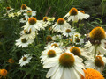 Jeżówka purpurowa (Echinacea) Innocent Meadow Mama sadzonka 5