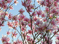 Magnolia pośrednia (Magnolia soulangeana) c3 100-120cm  3