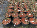Trzmielina oskrzydlona (Euonymus alatus) Fireball c3 40-50cm 6