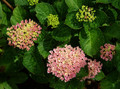 Hortensja ogrodowa (Hydrangea) Revolution c3 30-40cm 6