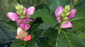 Żółwik ukośny (Chelone obliqua) kwiaty różowe sadzonka 6