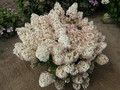 Hortensja bukietowa na pniu (Hydrangea) Bobo c5 100-110cm 1