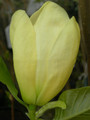 Magnolia Elizabeth - żółty rarytas c5 30-60 cm 2