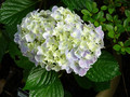 Hortensja ogrodowa (Hydrangea) Peppermint (Forever & Ever) c3 25-35cm 2