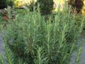 Rozmaryn - własne zioło na oknie i w ogrodzie - sadzonka 2