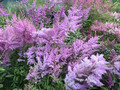 Tawułka japońska (Astilbe japonica) Amethyst c2 1