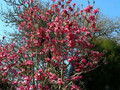 Magnolia Vulcan szczepiona c3-c5 80-100cm 3