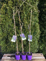 Glicynia kwiecista (Wisteria floribunda) Violacea Plena, Black Dragon [pełna] c2 100-130cm 5