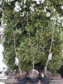 Magnolia Daybreak c5 100-130cm  5