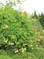 Milin amerykański (Campsis) Flava - roślina pnąca 80-100cm 6