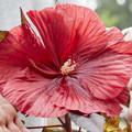 Hibiskus bylinowy (Hibiscus moscheutos) Carousel Giant Red sadzonka