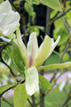 Magnolia Banana Split c3 50-75cm 2