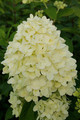 Hortensja bukietowa (Hydrangea) Limelight c3 40-60cm 5