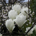Magnolia pośrednia (Magnolia soulangeana) Lennei Alba c3 100-130cm 