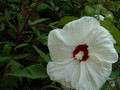 Hibiskus bylinowy (Hibiscus) Old Yella sadzonka 5