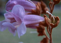 Paulownia puszysta (Paulownia tomentosa) c2 70-100cm 1