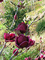 Magnolia Genie - powtarza kwitnienie c5 100-130 cm 1