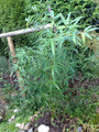 Bambus Bisseta - Fylostachys Bisseta (Phyllostachys bissetii) c2 20-30cm 2