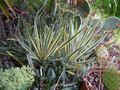 Juka (Yucca filamentosa) Bright  Edge sadzonka 5