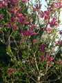 Magnolia Susan - kwitnie dwa razy w roku c5 110cm 1