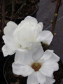 Magnolia denudata Double Diamond c5 90-110cm 2