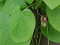 Kokornak wielkolistny (Aristolocha macrophylla) c2 60-80cm 3