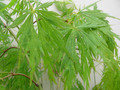Klon palmowy szczepiony (Acer palm.) Dissectum c5 90-100cm 4