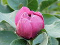 Magnolia Black Tulip rewelacyjna c5 60-90cm 3