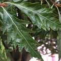 Buk czerwonolistny (Fagus sylvatica) Asplenifolia c4 70-100cm