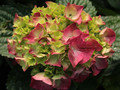 Hortensja ogrodowa (Hydrangea) Speedy Red c3 20-30cm 1