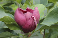 Magnolia Genie- powtarza kwitnienie sadzonka 130-160 cm c3 4