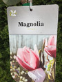 Magnolia Atlas c3 90-120cm 5