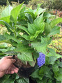 Hortensja ogrodowa (Hydrangea) Early Blue c3 20-35cm 10