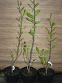 Magnolia Siebolda (Magnolia sieboldii) pachnąca c4 70-100cm 6