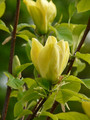 Magnolia Butterflies c3 70-110cm 3