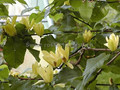 Magnolia Yellow Bird c12 130-150cm 1